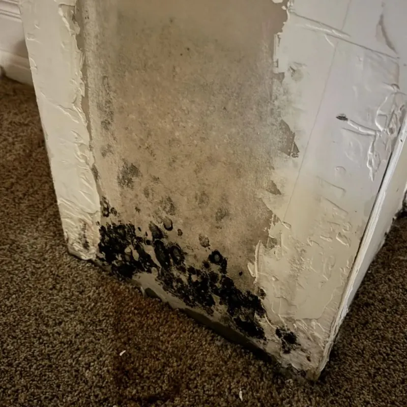 Professional Mold Removal in Indianapolis, IN